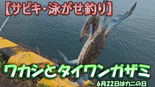 【サビキ・泳がせ釣り】 ワカシとタイワンガザミ ～ 6月22日はカニの日
