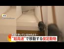 ピューン！ドン！