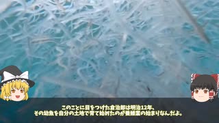 【ゆっくり解説】静岡では意外な場所でおでんが食べられる!?静岡旅行の前に必見！ 静岡あるある〖食物編〗