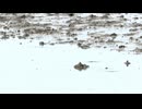 潮が満ちて来て急いでジャンプで逃げるトビハゼ　満潮の干潟の風景
