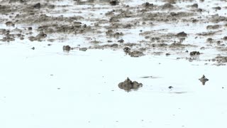 潮が満ちて来て急いでジャンプで逃げるトビハゼ　満潮の干潟の風景