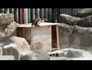 【東武動物公園】かんぴょうちゃんの高い高いタイム【フンボルトペンギン】
