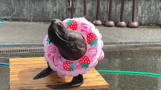 【東武動物公園】カエデちゃんの公開トレーニング【スローモーション】