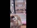 ヨープーのハナちゃん アイドル犬！