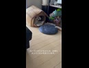 ヨープーのハナちゃん アイドル犬花華