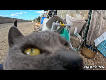 茶トラ・キジトラ・グレーの三兄妹子猫と遊ぶ！