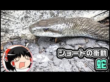 【ゆっくり自由帳】ショートの衝動 蛇