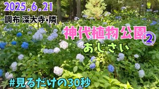 神代植物公園を歩いてみた②あじさい