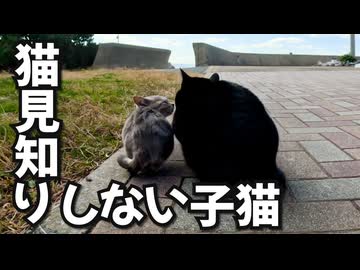 猫見知りしない子猫が可愛い