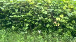 西武鉄道山口線 車窓