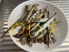 子持ち　ししゃも　シシャモ　グリル　焼き　料理