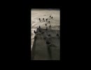 鳩おじさん「いる。」～怖すぎる投稿映像13本～Vol.43