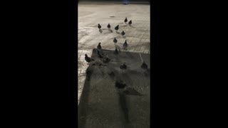 鳩おじさん「いる。」～怖すぎる投稿映像13本～Vol.43
