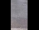 ヨープーのハナちゃん猫に遭遇犬vs猫