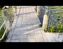 異国の庭園で「心霊アンノウン　投稿者不明の呪われた動画10本 3」