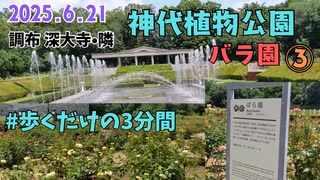 神代植物公園を歩いてみた③バラ園を歩くだけの3分間