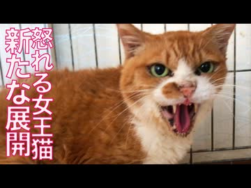 心を閉ざした女王猫、仲間の猫を看取った後