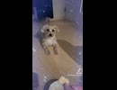 ヨープーのハナちゃんおねだり可愛い□