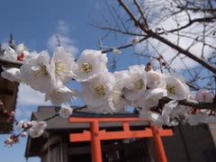 シーイーの古都京都巡り106(京都市伏見区)綱敷天満宮