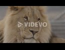 Lion turning head in slow motion