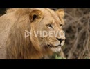 Lion slow blinks looking off into the distance, Closeup Profile of Head