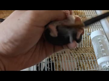 ホモと見る筆責めされるハムスター