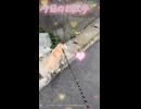 ヨープーのハナちゃん