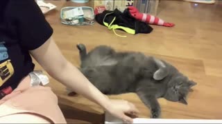 ポンコツびぃちゃん　VS　ゴキブリ