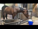 フェリオくん！の日常