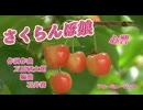 さくらんぼ娘 【kokone（心響）】作詞・作曲　万馬研太朗、編曲　石井務