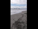 海岸の巨木2