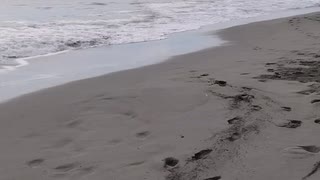 海岸の巨木2