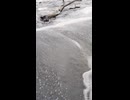 海岸の巨木3