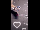 ヨープーのハナちゃん