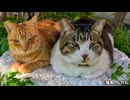 まったり猫たちのリラックスタイム | 茶トラ猫とポッチャリサバ猫のくつろぎ