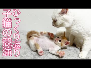 出遅れヨチヨチ子猫、超高校級の才能を見せる