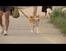 「散歩は朝5時から」厳しい暑さで犬もダメージ･･･熱中症・肉球のやけどに注意　ひんやりグッズも人気