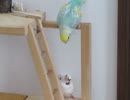 いいコンビ　上でかじるインコ　見るジュウシマツ