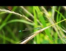 アオモンイトトンボ　雨上がりの草むらにて