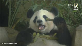 PandapiaLive_2025_7_3