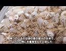 コバエご飯の食べ方【解説】