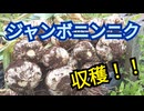 巨大ジャンボニンニク収穫