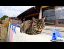 猫たちの天日干しタイム | 布団の上でくつろぐ可愛い姿！