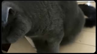 【ポンコツびぃちゃん】この顔のまーちゃんはめずらしい□【ニコ生】