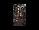 森に住むもの「いる。～怖すぎる投稿映像10本～Vol.44」