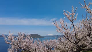 【バイ活】お花見ツーリング