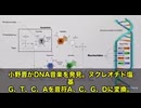 驚きの“DNAミュージック”‼️　人間のDNA――つまり生命の設計図を、音楽に変換‼️　この手法の発見は1986年、日本の遺伝学者・小野晋さん　塩基を（G・T・C・A）を、音符（A・C・G・D）に変換