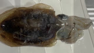 コウイカ　こういか　イカゲソ　イカ墨　ご飯　料理