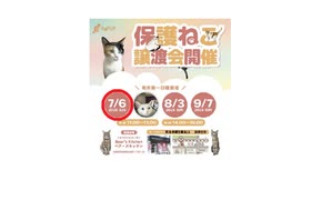 保護ねこの家譲渡会 in 天王寺
