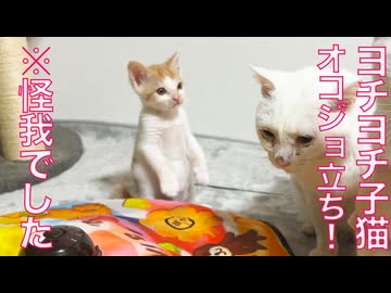 出遅れヨチヨチ子猫、オコジョ立ち！と思ったら